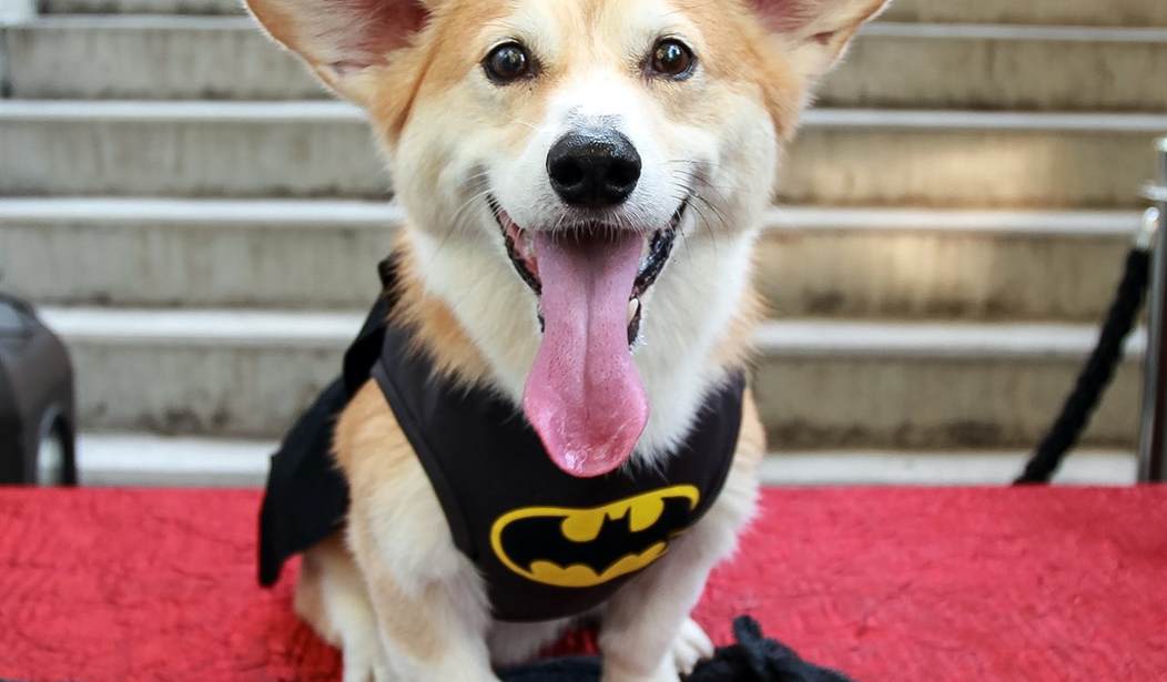 Hero Corgi Leads Daring Escape, Guides Stolen Dogs 11 Miles Back Home