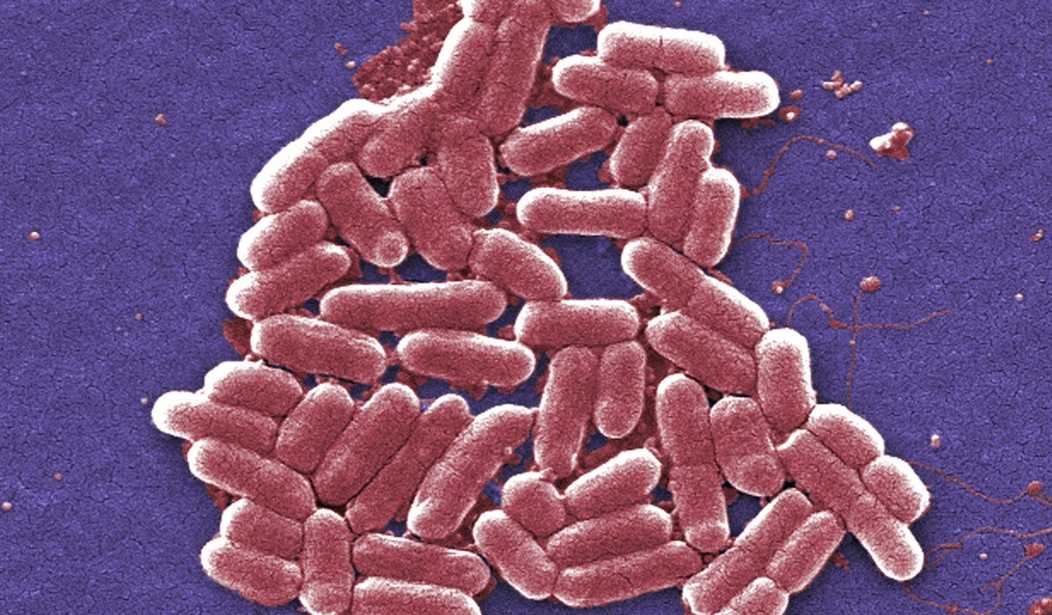 Tulsi Gabbard Raises Questions About Global Network of U.S.-Funded Biolabs